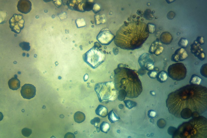 StoneCycling + Biomason BioBasedTile Process