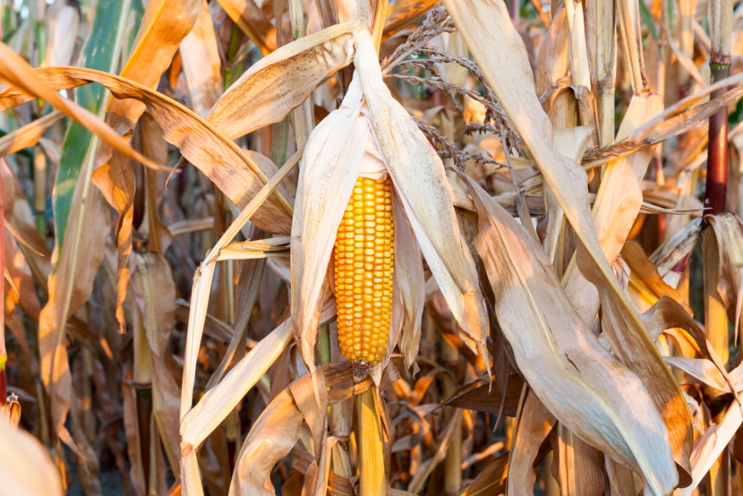 Production of CornWall® StoneCycling X Circular Matters