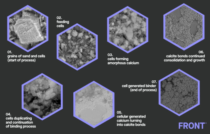 Meet the Bacteria behind the Mimmik Tile | FRONT Materials