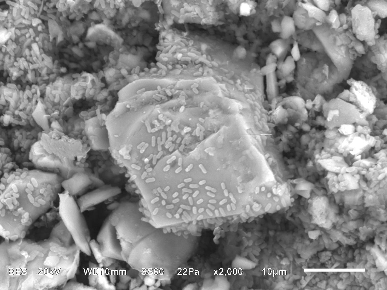 Meet the Bacteria behind the Mimmik Tile | FRONT Materials