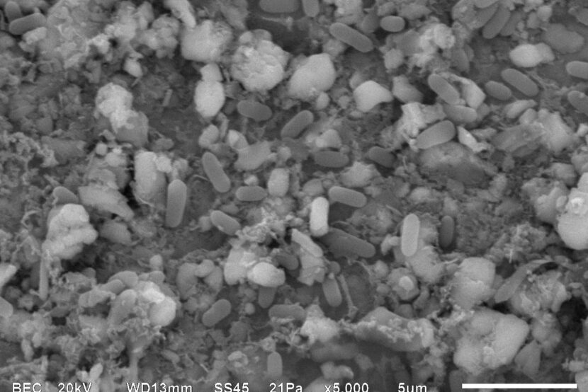 Meet the Bacteria behind the Mimmik Tile | FRONT Materials
