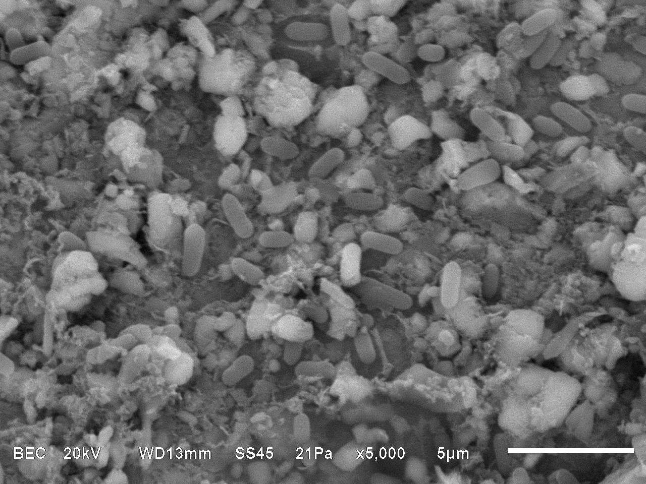 Meet the Bacteria behind the Mimmik Tile | FRONT Materials