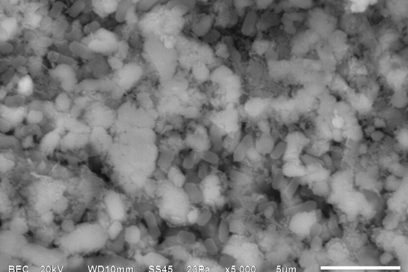 Meet the Bacteria behind the Mimmik Tile | FRONT Materials
