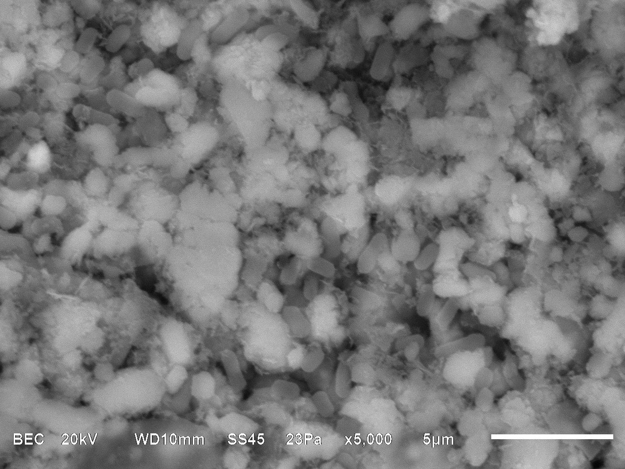 Meet the Bacteria behind the Mimmik Tile | FRONT Materials