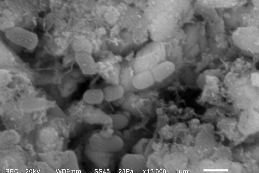 Meet the Bacteria behind the Mimmik Tile | FRONT Materials