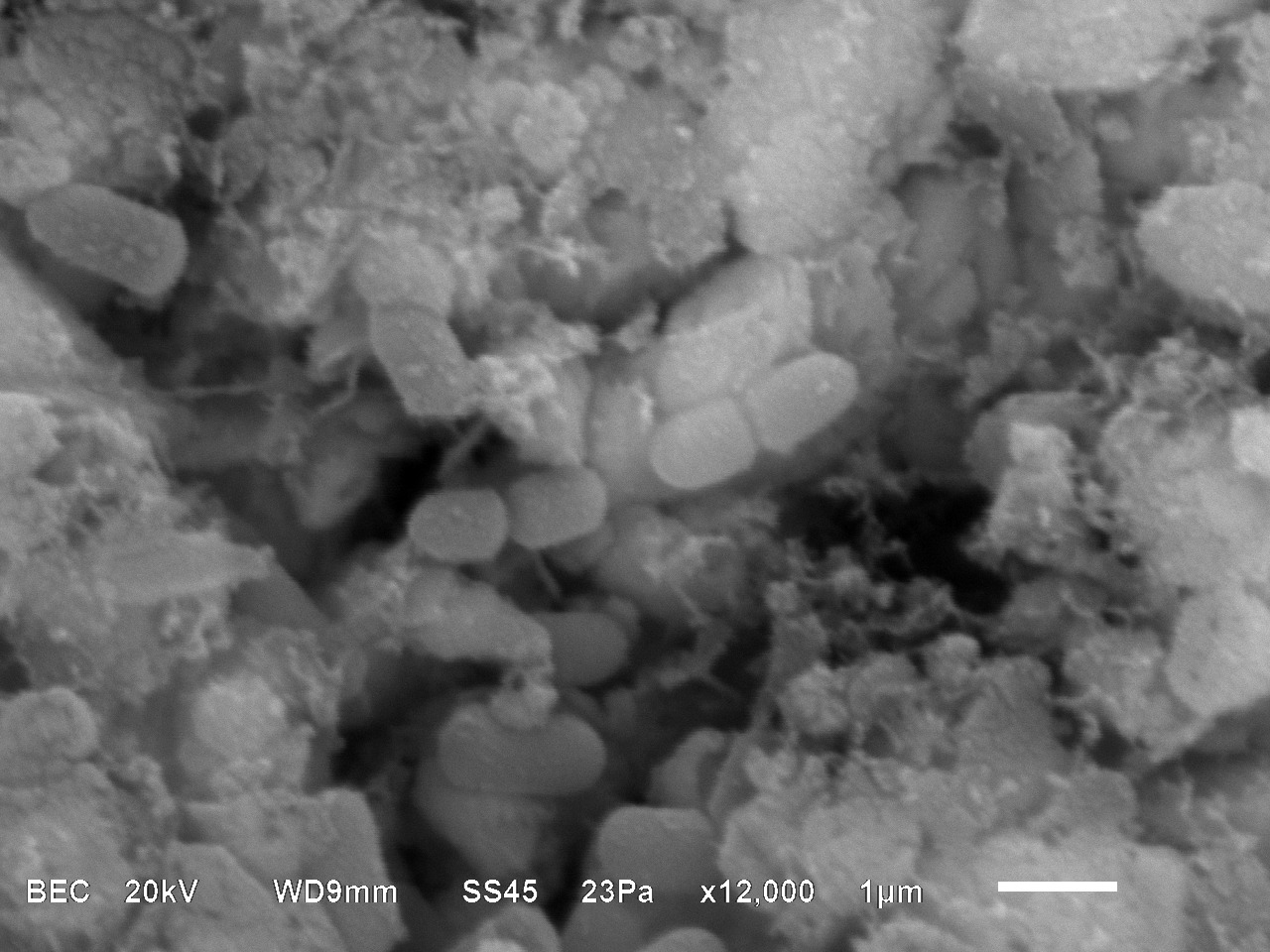 Meet the Bacteria behind the Mimmik Tile | FRONT Materials