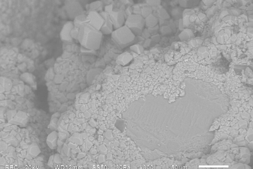 Meet the Bacteria behind the Mimmik Tile | FRONT Materials