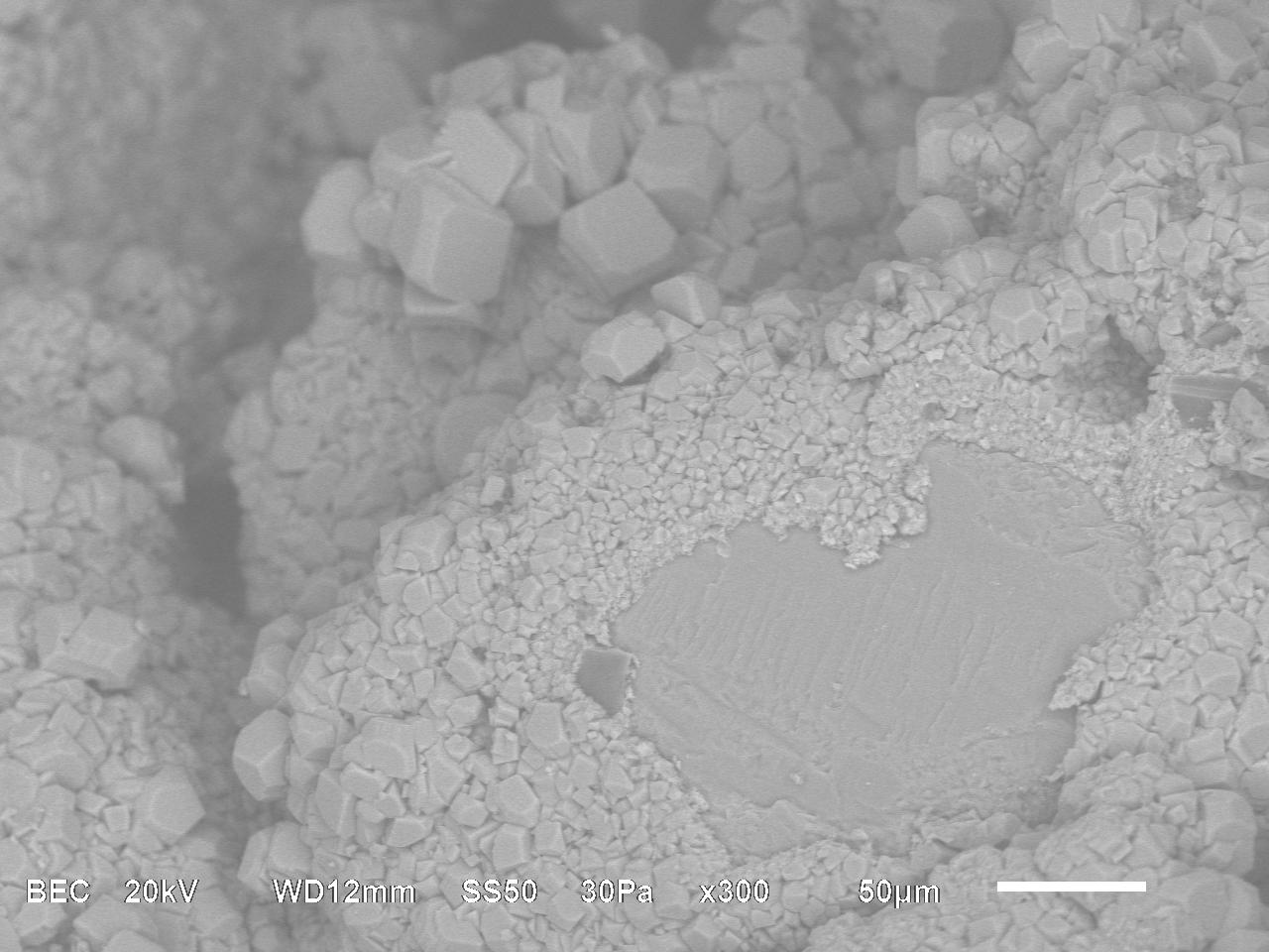 Meet the Bacteria behind the Mimmik Tile | FRONT Materials
