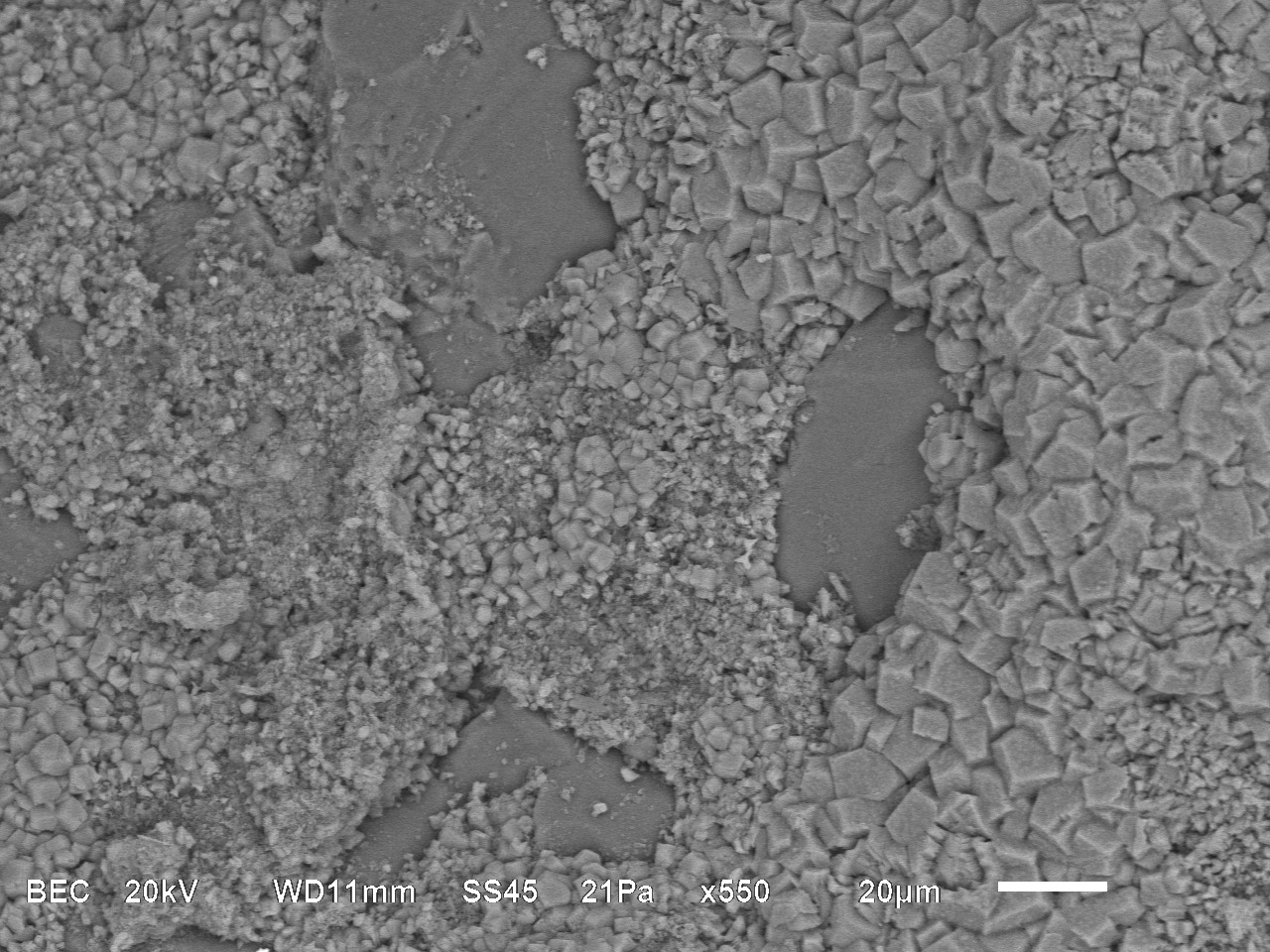 Meet the Bacteria behind the Mimmik Tile | FRONT Materials