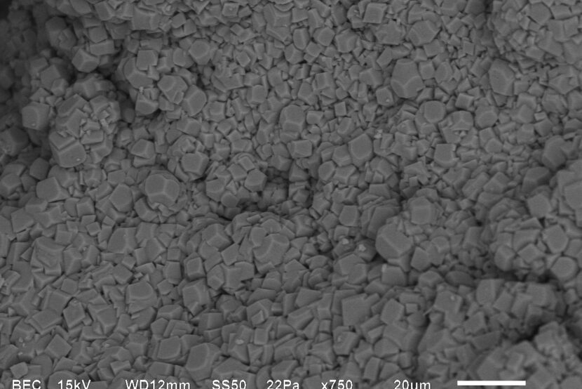 Meet the Bacteria behind the Mimmik Tile | FRONT Materials